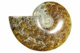 Polished Ammonite (Cleoniceras) Fossil - Madagascar #365080-1